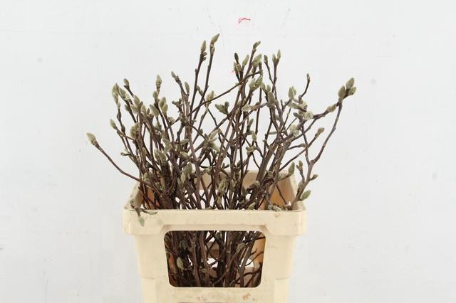 <h4>MAGNOLIA GEORGE HENRY KERN 060CM</h4>