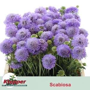 SCAB AT F SCOOP LAVE