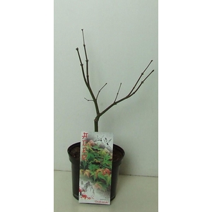 Acer palmatum 'Osakazuki' P19