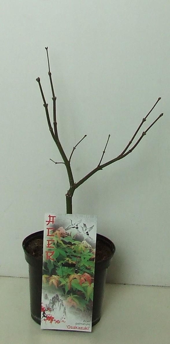 <h4>Acer palmatum 'Osakazuki' P19</h4>
