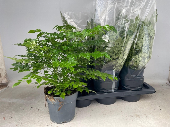 <h4>RADERMACHERA SINICA</h4>