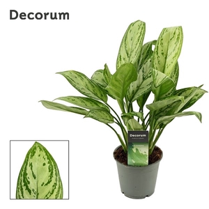 Aglaonema Christina 12 cm (Decorum)