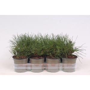 Pinus mugo subsp. mugo