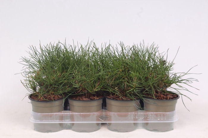 <h4>Pinus mugo subsp. mugo</h4>