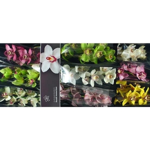 Cymb Tak gemengd x 9