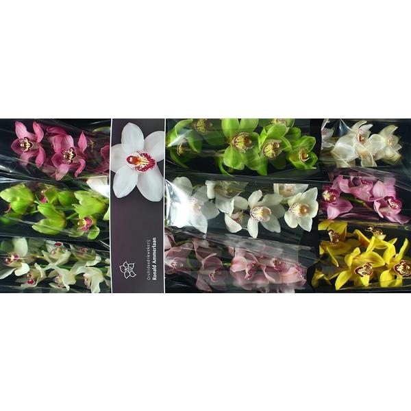 <h4>Cymb Tak gemengd x10</h4>