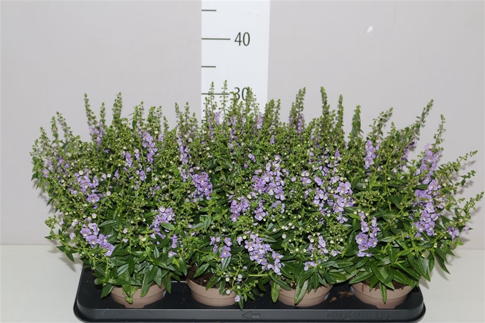 <h4>Angelonia Se Purple</h4>