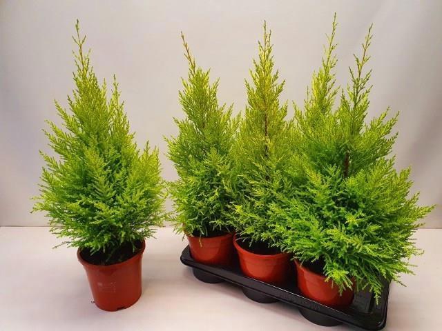 <h4>CUPR MA GOLDC WILMA</h4>