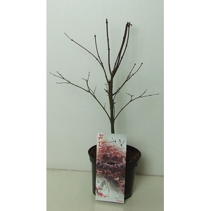 Acer palmatum 'Pixie' P19