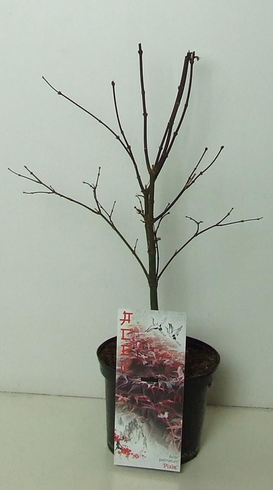 <h4>Acer palmatum 'Pixie' P19</h4>