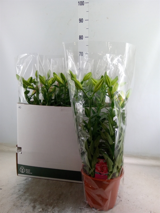 <h4>Lilium long. x asi. 'Summer Sky'</h4>