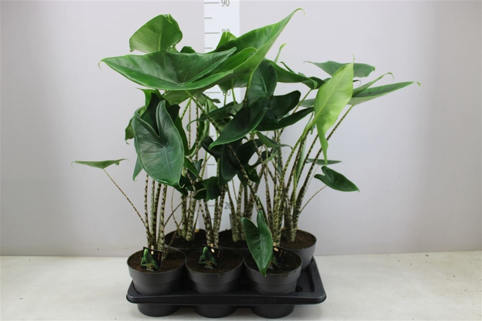 Alocasia Zebrina A2