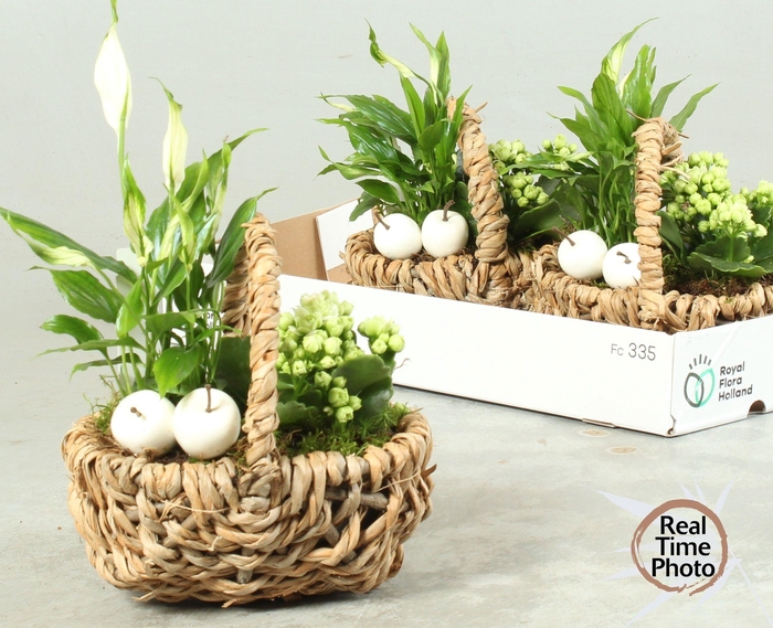 <h4>ARR KAMERPL</h4>