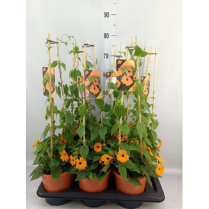 Thunbergia alata 'Orange BlackEye'