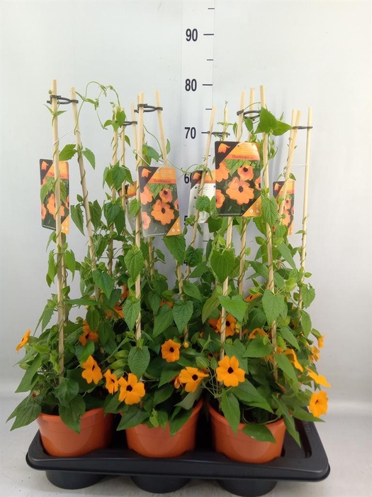 <h4>Thunbergia alata 'Orange BlackEye'</h4>