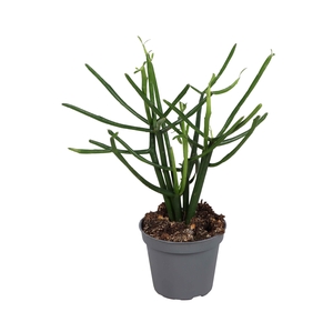 EUPHOR TIRUCALLI