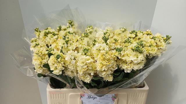 <h4>MATTH STOX YELLOW</h4>
