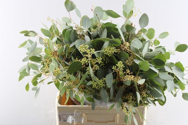 <h4>Euc Popul M Bes P Bs</h4>