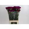 Dianthus St Yukari Violet