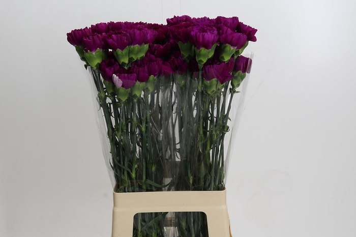 Dianthus St Yukari Violet