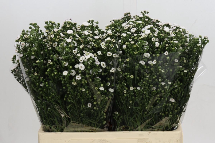 <h4>Aster White Gypsy</h4>