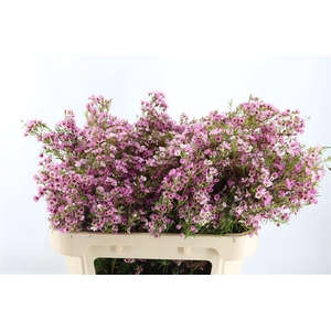 Chame Kerryn Pink