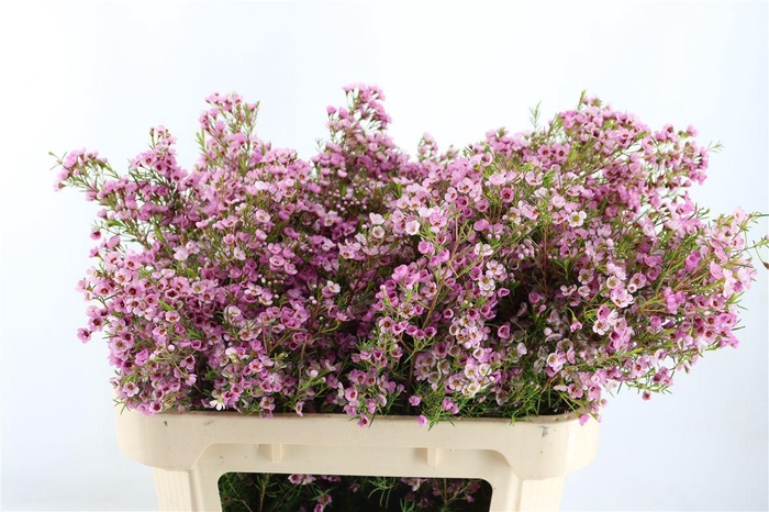 <h4>Chame Kerryn Pink</h4>