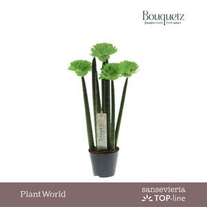 Sansevieria TOP-line Bouquetz Green P8,5