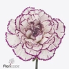 Dianthus st damascus
