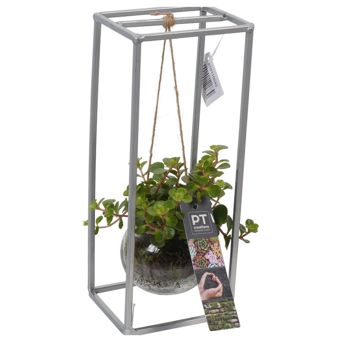 <h4>PTGIG2126 Arrangement Greens in glass in glazen bol met metalen rek</h4>