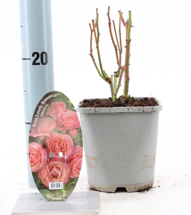 <h4>Rosa Lovely Romanza ®</h4>