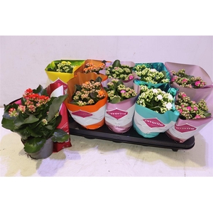 arr8 Kalanchoe Double Deluxe Mix