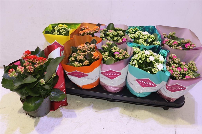 <h4>arr8 Kalanchoe Double Deluxe Mix</h4>