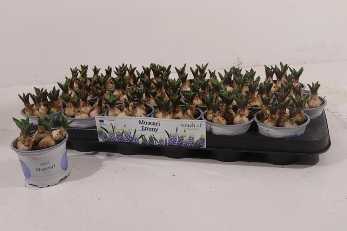 <h4>MUSCAR EMMY</h4>