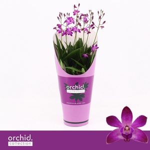 Dendrobium, Berry Oda 6+ spike 'Orchid Collection' Potcover