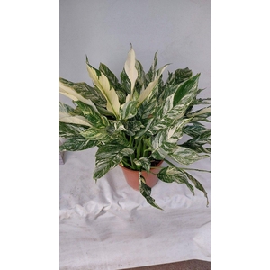 Spathiphyllum Diamond 26