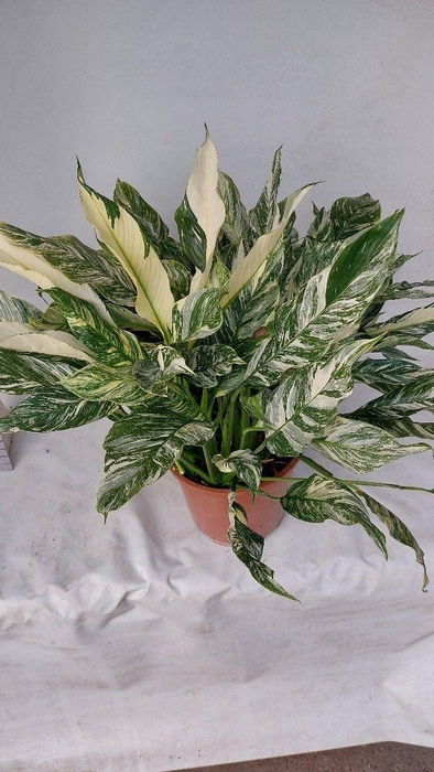 <h4>Spathiphyllum Diamond 26</h4>