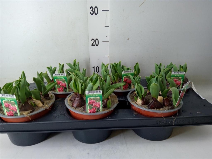 <h4>Tulipa DU ...</h4>