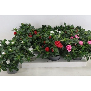 RHODO SI VOGEL GEM