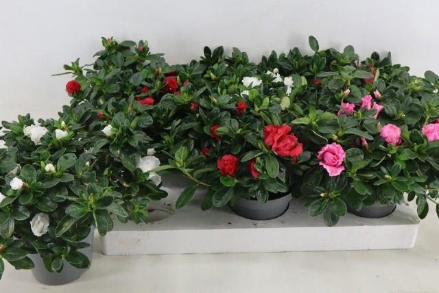 <h4>RHODO SI VOGEL GEM</h4>