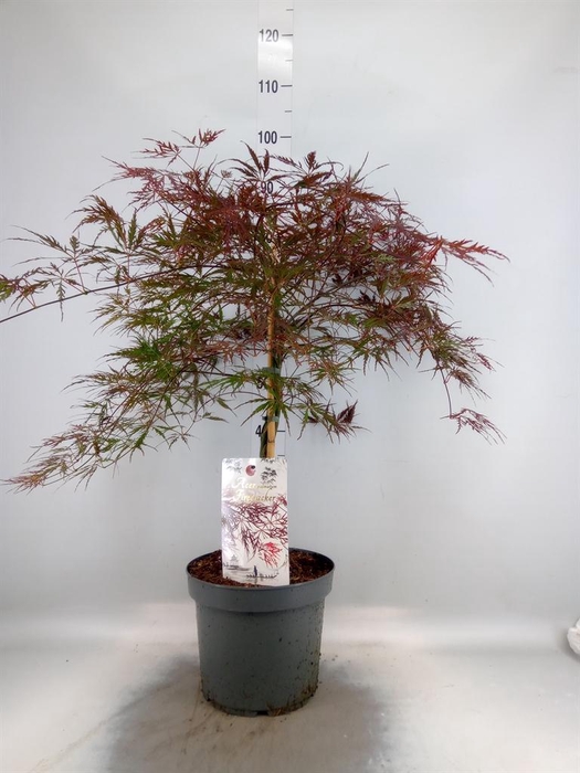 <h4>Acer palmatum 'Firecracker'</h4>