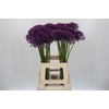 Allium Jackpot