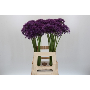 Allium Jackpot