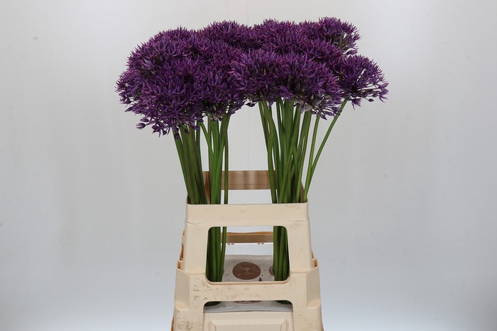 <h4>Allium Jackpot</h4>