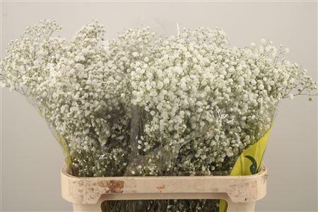 <h4>Gyps Pa Xlence</h4>