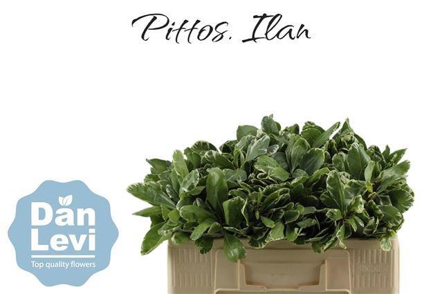 <h4>PITTOSP TO ILAN</h4>