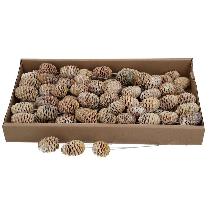 <h4>Dennenappels Sabulosum/draad x80</h4>