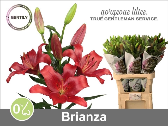 <h4>LI LA BRIANZA</h4>