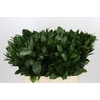 Ruscus Hypophyllum