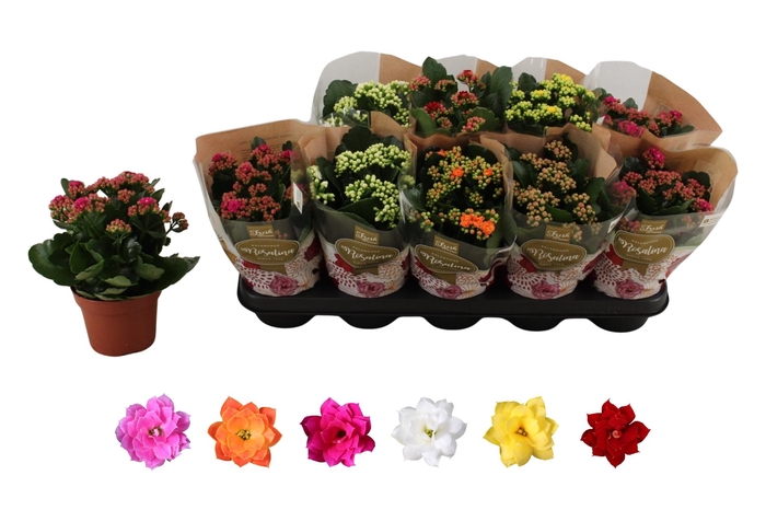 <h4>KAL GE RO GEM 6 KL</h4>